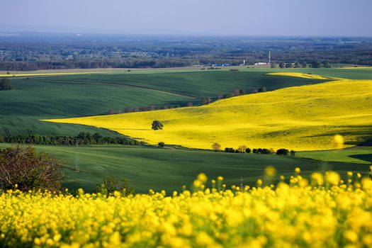 Endless Green Fields, Rolling Hills, Tractor Tracks, Spring Landscape under Blue Sky. South Moravia, Czech Republic