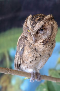 A young little Long-Eared owl sitting on a branch looking at the camera. Cute Asio Otus. A closeup of a Young owl standing on a tree branch under the sunlight with a blurry background.
