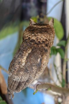A young little Long-Eared owl sitting on a branch looking at the camera. Cute Asio Otus. A closeup of a Young owl standing on a tree branch under the sunlight with a blurry background.