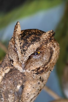 A young little Long-Eared owl sitting on a branch looking at the camera. Cute Asio Otus. A closeup of a Young owl standing on a tree branch under the sunlight with a blurry background.
