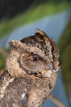 A young little Long-Eared owl sitting on a branch looking at the camera. Cute Asio Otus. A closeup of a Young owl standing on a tree branch under the sunlight with a blurry background.