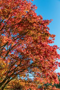 Autumn landscape tree with golden leaves in autumn and sunrays. Beautiful landscape with magic autumn trees and fallen leaves