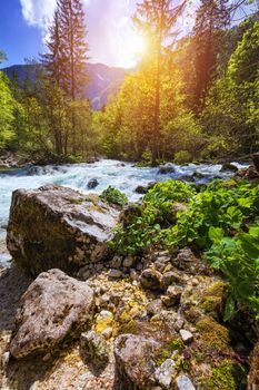Cold mountain stream coming from Savica waterfall, river Sava near lake Bohinj, Slovenian Alps, Slovenia. The Sava Bohinjka is a headwater of the Sava River in northwestern Slovenia.