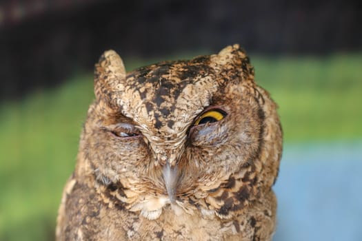 A young little Long-Eared owl sitting on a branch looking at the camera. Cute Asio Otus. A closeup of a Young owl standing on a tree branch under the sunlight with a blurry background.