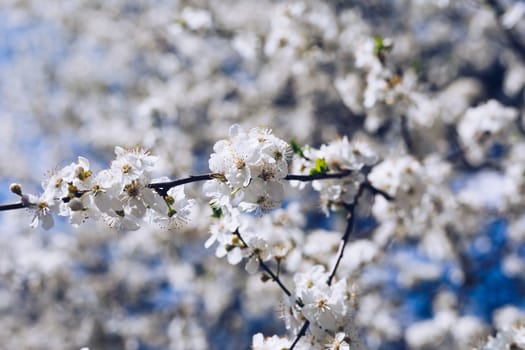 Spring border background with blossom, close-up. Abstract floral spring background. Blossoms over blurred nature background/ Spring flowers/Spring Background with bokeh