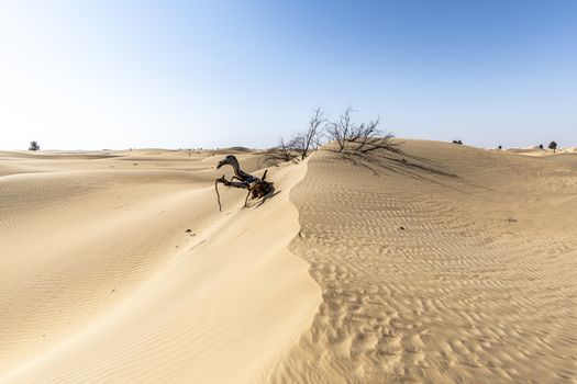 Dead Tree eaten by desert, Desert of Sand Dunes, Dubai, United Arab Emirates, UAE, Middle East