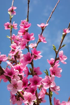 Spring border background with blossom, close-up. Abstract floral spring background. Blossoms over blurred nature background/ Spring flowers/Spring Background with bokeh