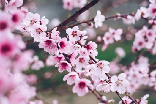 Spring blossom background. Beautiful nature scene with blooming tree and sun flare. Sunny day. Spring flowers. Beautiful Orchard. Abstract blurred background. Springtime