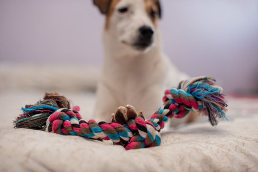 Dog sitting on bed placing his paw on his toy