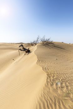 Dead Tree eaten by desert 9with lens flare), Desert of Sand Dunes, Dubai, United Arab Emirates, UAE, Middle East