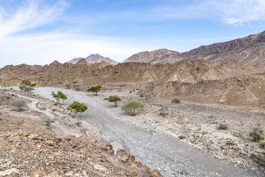 dry riverbed between arid and rocky Mountains with few green trees, Ras Al Khaimah Emirates, United Arab Emirates (UAE), Middle East