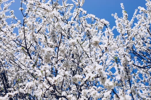 Spring border background with blossom, close-up. Abstract floral spring background. Blossoms over blurred nature background/ Spring flowers/Spring Background with bokeh