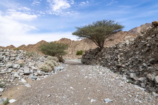 dry riverbed between small canyon Mountains of Ras Al Khaimah Emirates, United Arab Emirates (UAE), Middle East