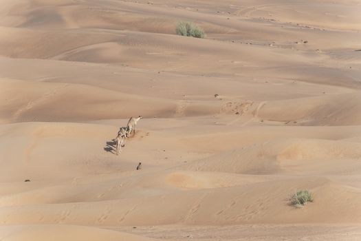 Red sand dunes. Camel caravan in Sharjah desert. United Arab Emirates (UAE). Middle East