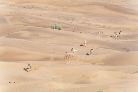 Red sand dunes. Camel caravan in Sharjah desert. United Arab Emirates (UAE). Middle East