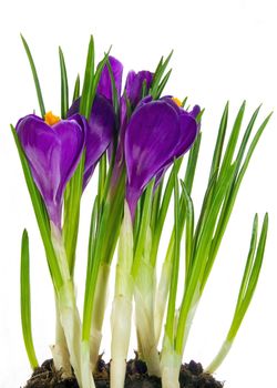 Purple crocus flower in the spring isolated on white background.