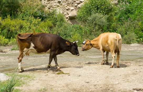 Two brown dairy cows near mountains river.