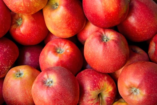 Lots of Red ripe apples background.