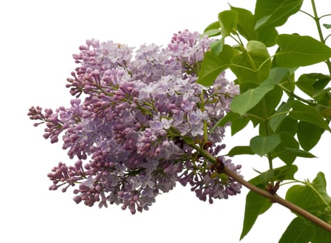 Blooming purple lilac flower on white background.