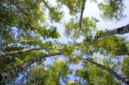 Aspens and birch trees from below against blue sky.