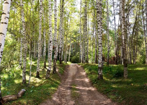 Large Birch and Aspens Trees Forest in summer.