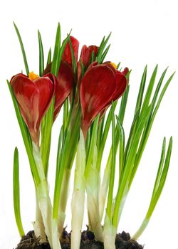 Red crocus flower in the spring isolated on white background.