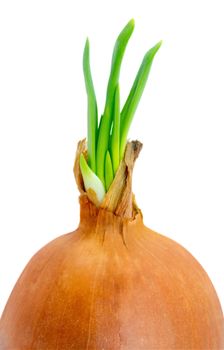 An onion sprouting and trying to grow isolated on white background. Clipping path.