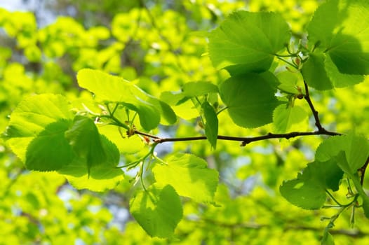 Close up of spring fresh branch with green leaves.
