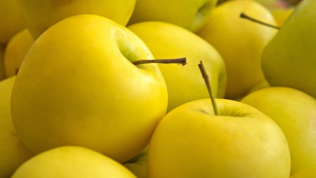 Lots of Yellow ripe apples background.