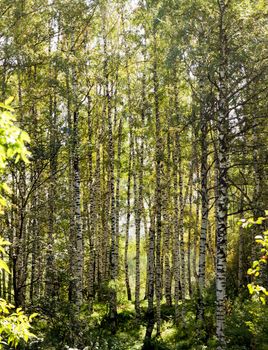 Large Birch and Aspens Trees Forest in summer.