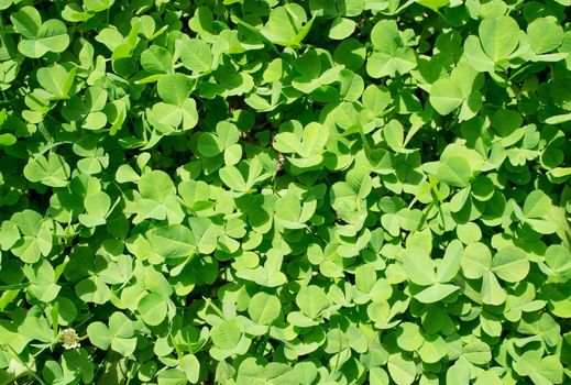 Closeup of spring fresh green clover plant background.