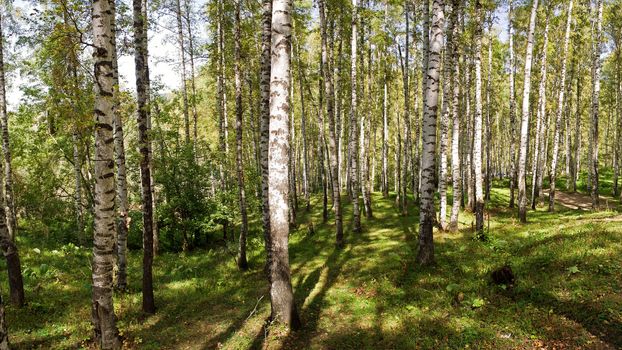 Large Birch and Aspens Trees Forest in summer.