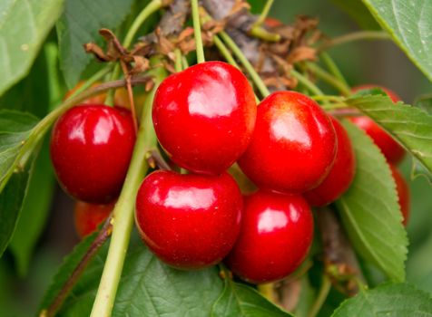 Cherry tree with ripe cherries in the garden. 