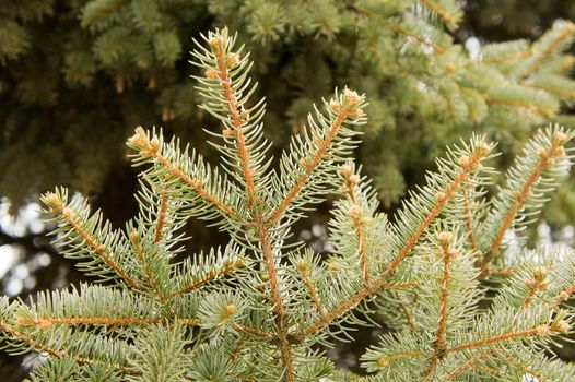 Christmas background - fresh fir branch close-up.