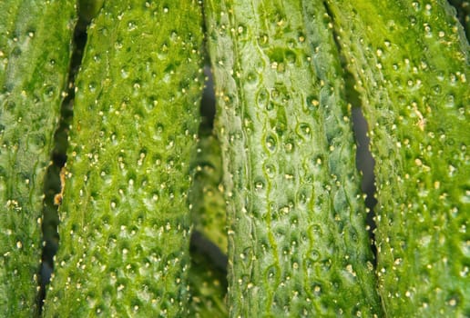 Background made from fresh cucumbers.