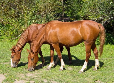 Pair of wild horses are eating grass.