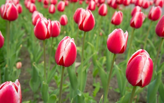 Background of beautiful red-white tulips in spring.
