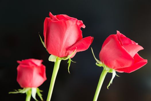 Three red roses against a dark background. 