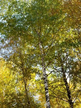 Large Birch and Aspen Trees Forest in Autumn.