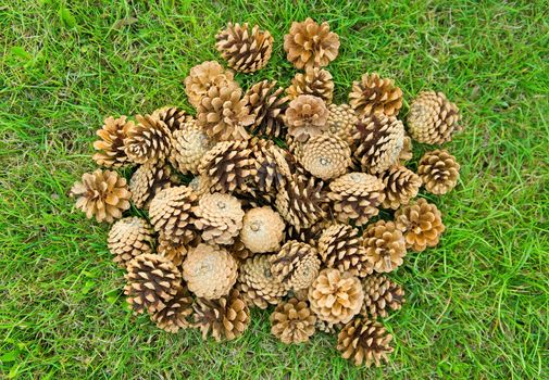 Heaps of fir cones on green grass background.