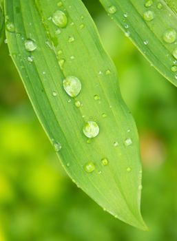 Close up of green leaf with rain droplets.