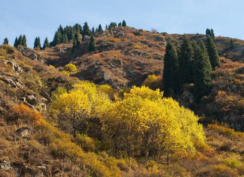 Landscape of yellow birches in the mountains alps