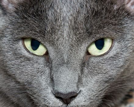 Eyes of Russian Blue Cat (Burmese Cat)