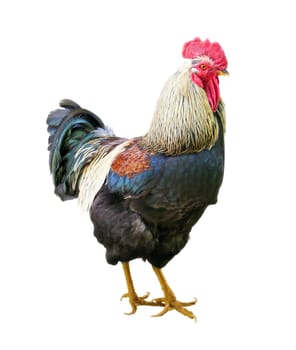 Beautiful Rooster isolated on white. Clipping path included.