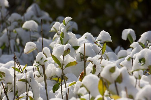 The first snowfall on the green leaves of a bush.
