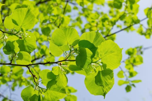 Close up of fresh branch with green leaves against the sky.