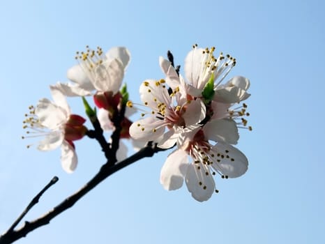 Blossoming an apricot on a sky background