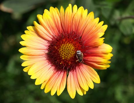 Macro of a single yellow-red flower with bee. Clipping path.