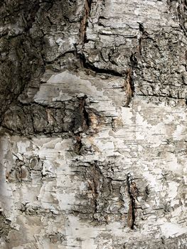 Natural bark of white birch useful for backgrounds