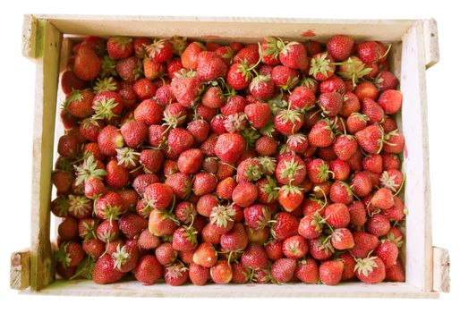 Strawberries in a big wooden box isolated on white. Clipping path included.